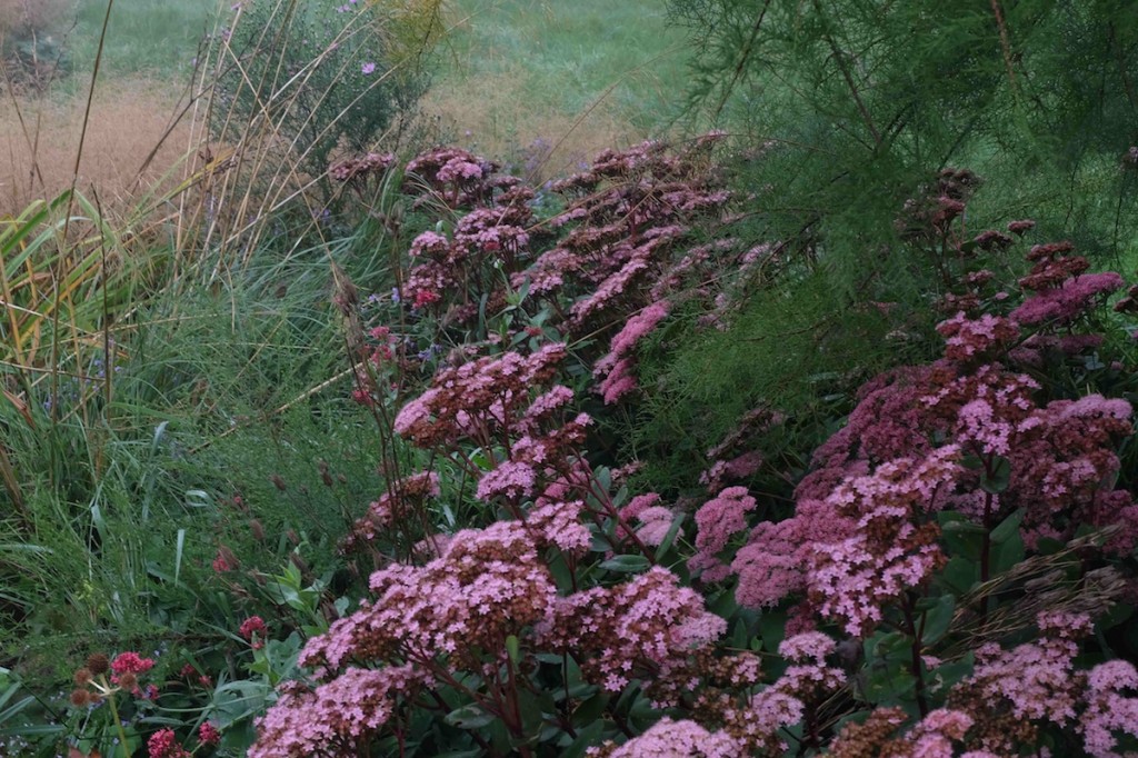 2_Sedum_Matrona_Tamarix_Web_Fabian_Faltin